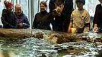 aquarium_quebec_22