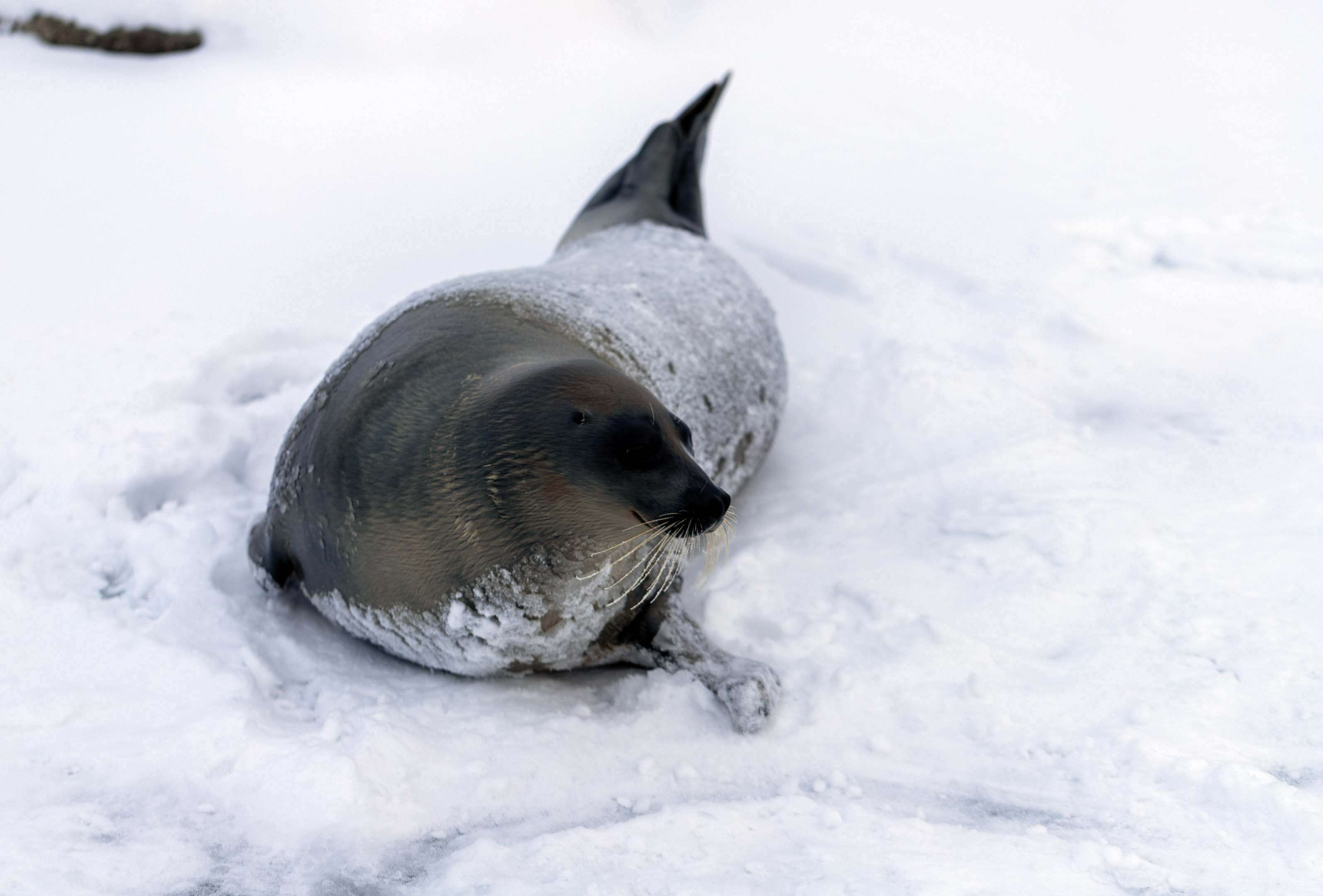 aquarium_quebec_02