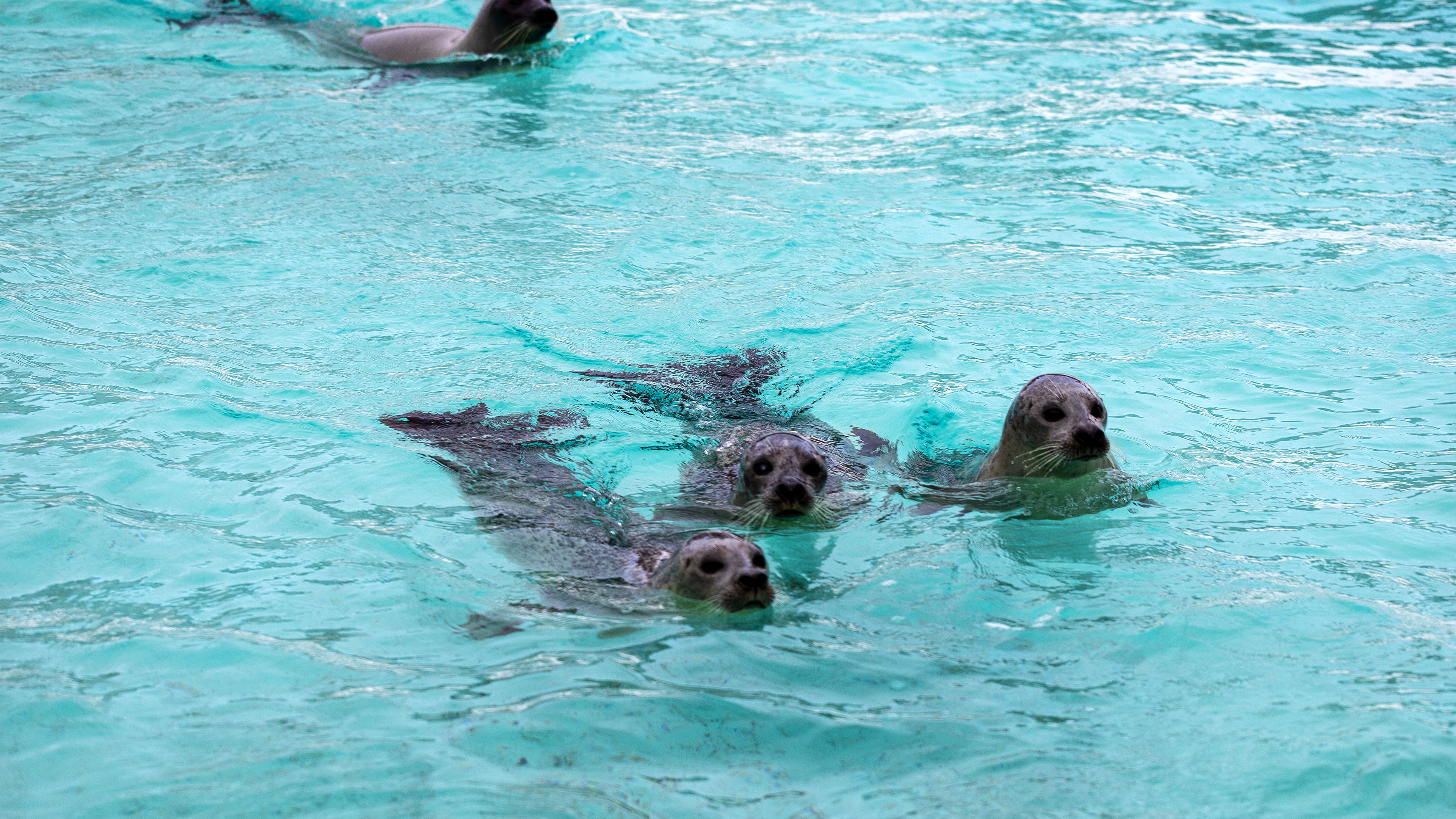 aquarium_quebec_03