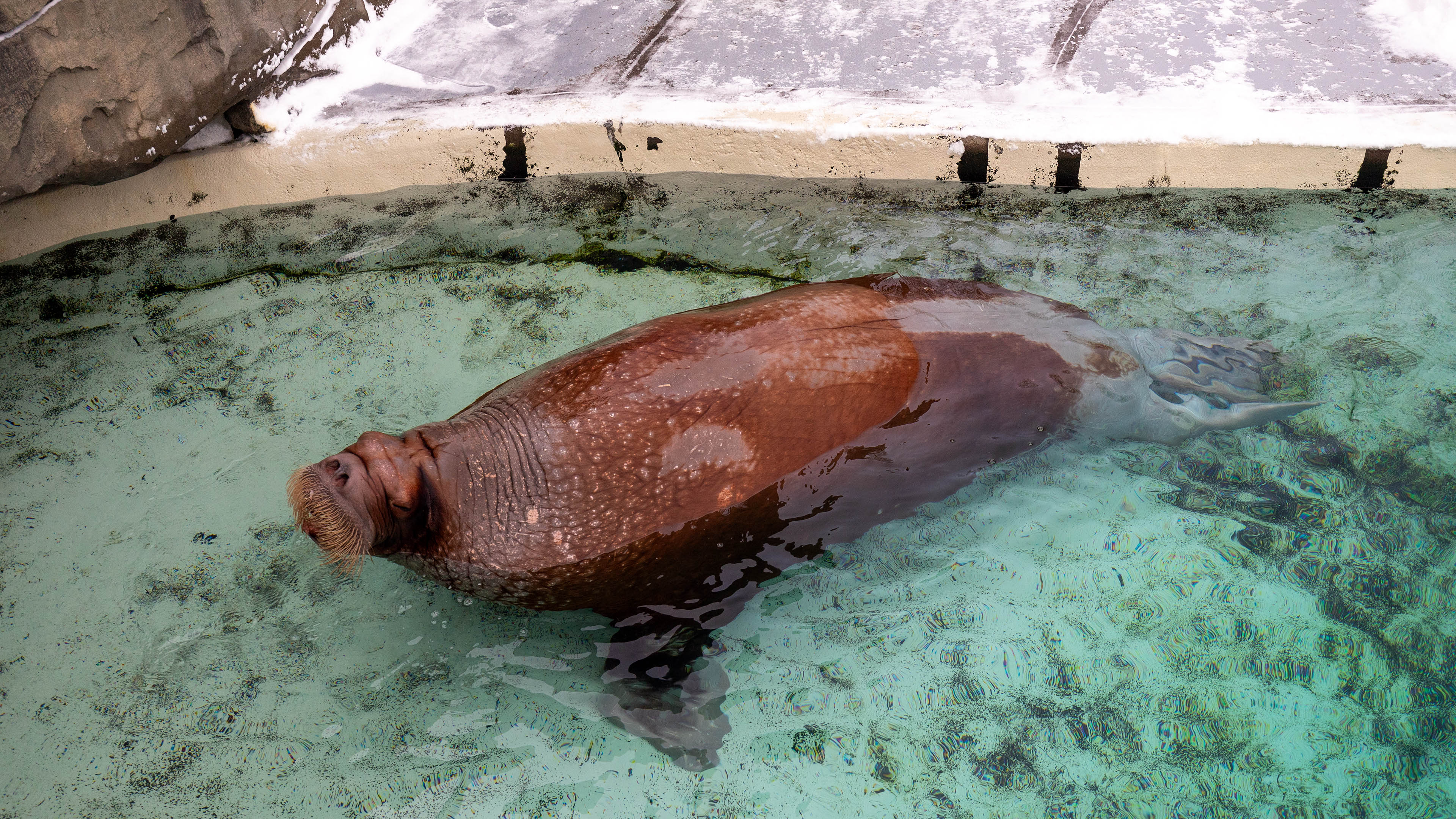 aquarium_quebec_04