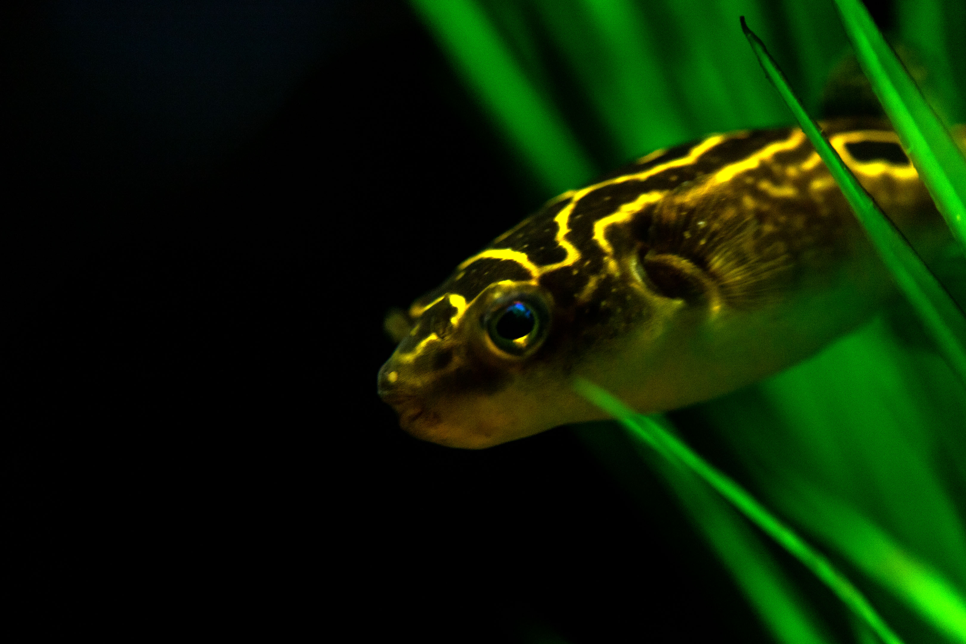 aquarium_quebec_10