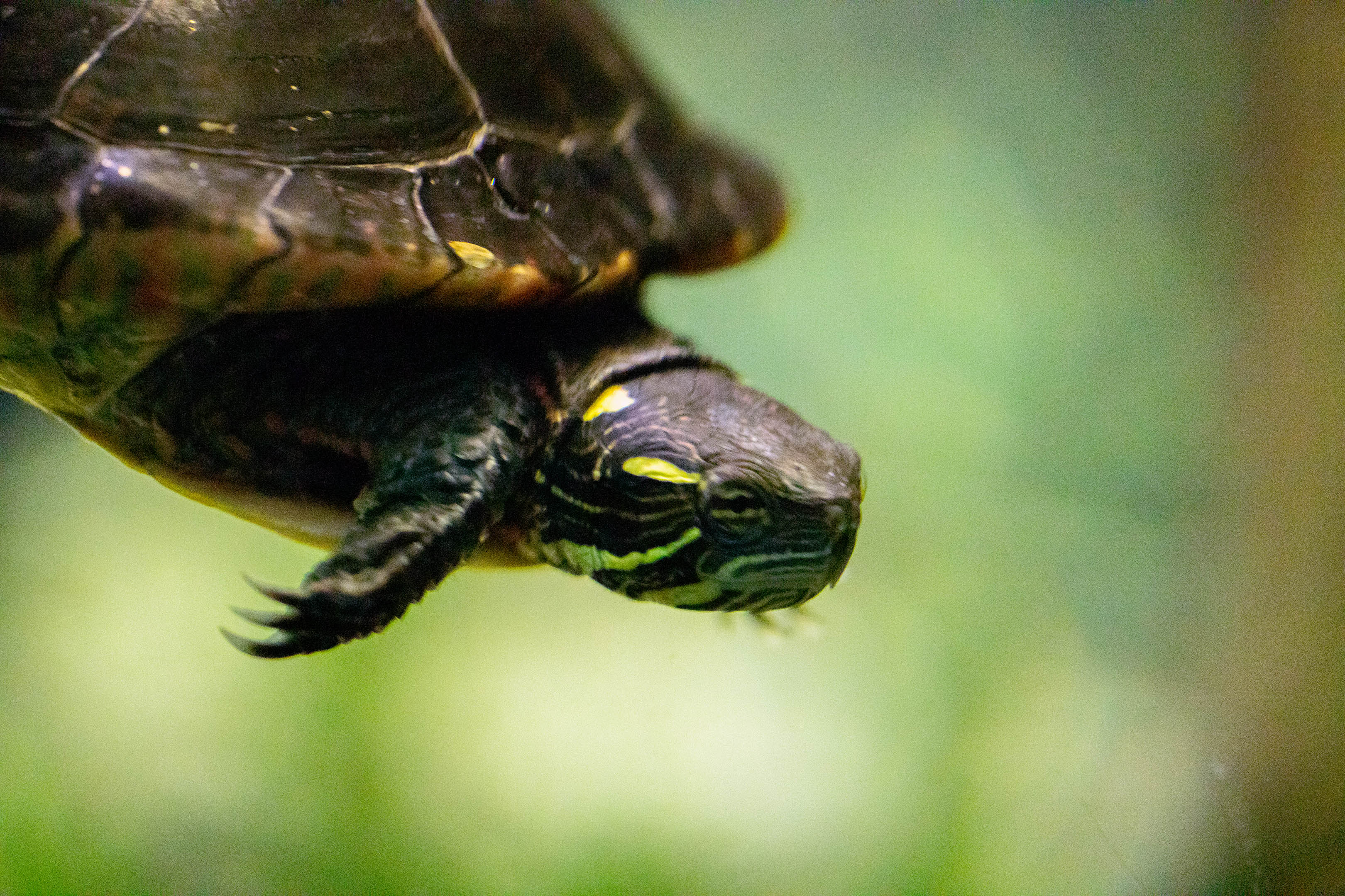 aquarium_quebec_11