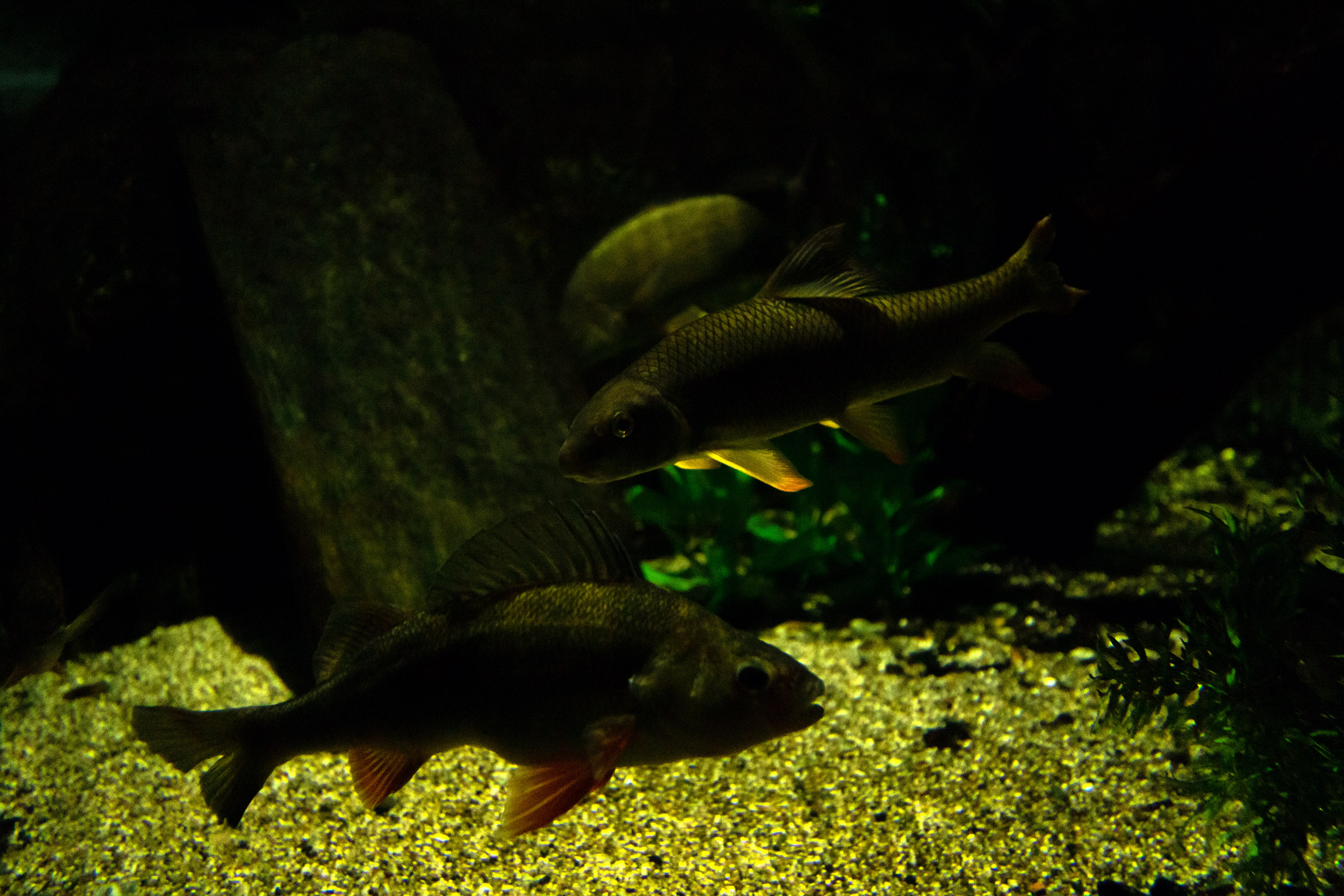 aquarium_quebec_12