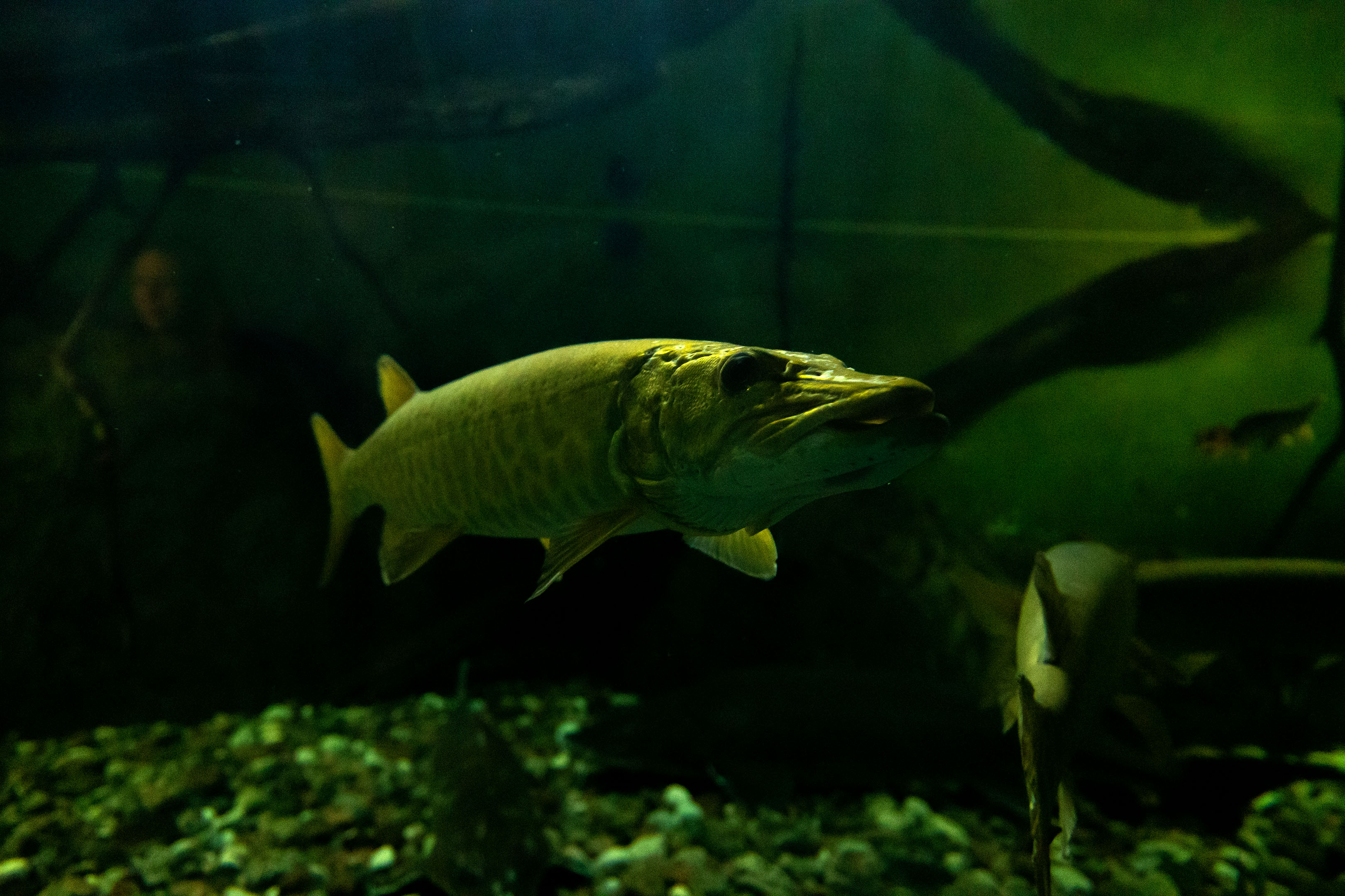 aquarium_quebec_14