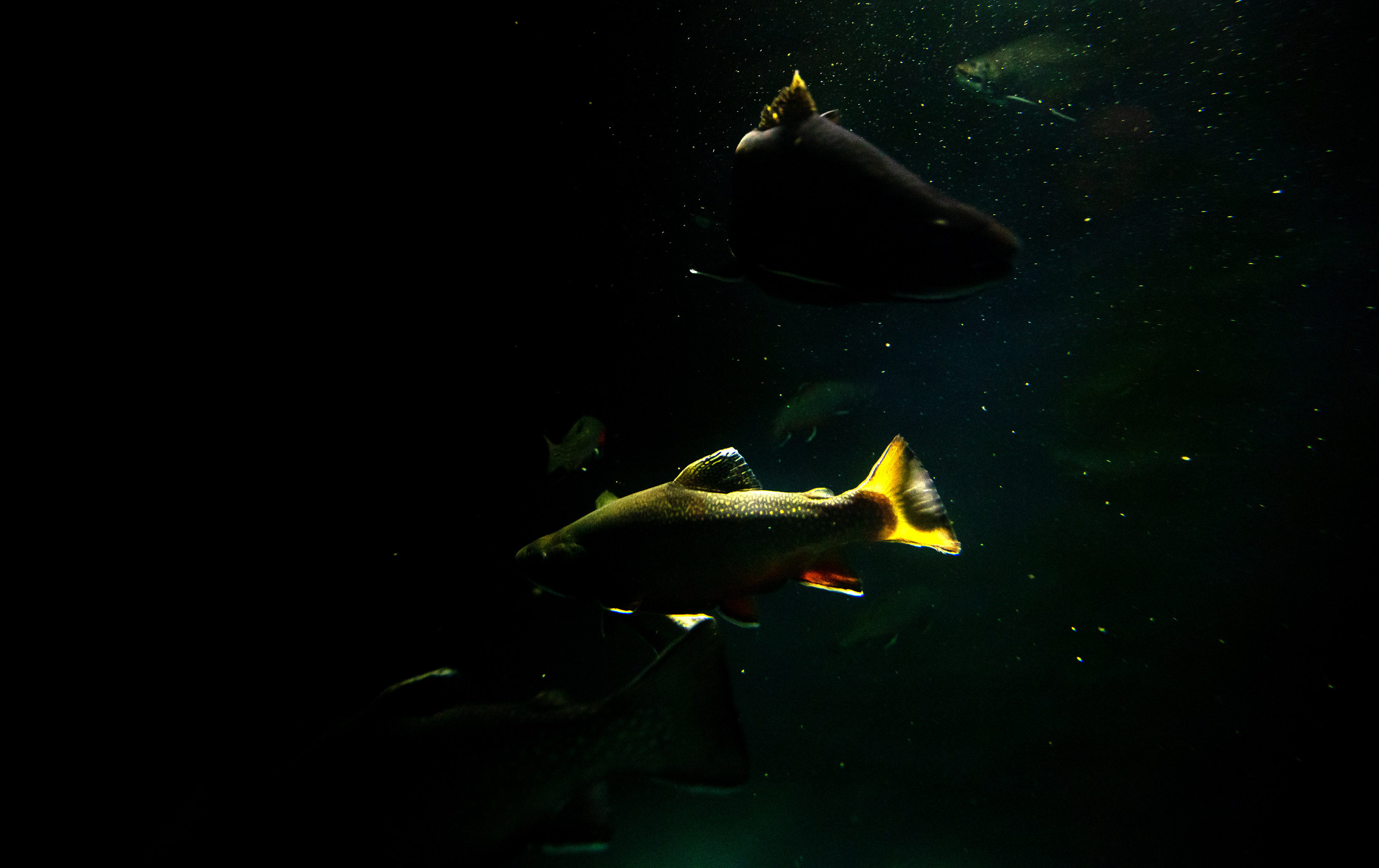 aquarium_quebec_15