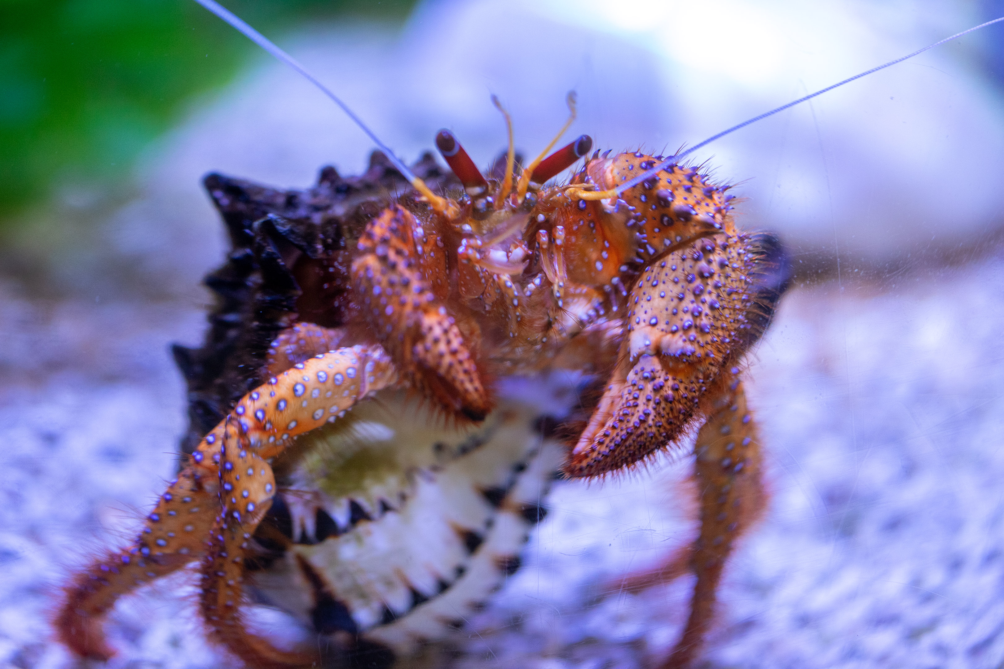 aquarium_quebec_16
