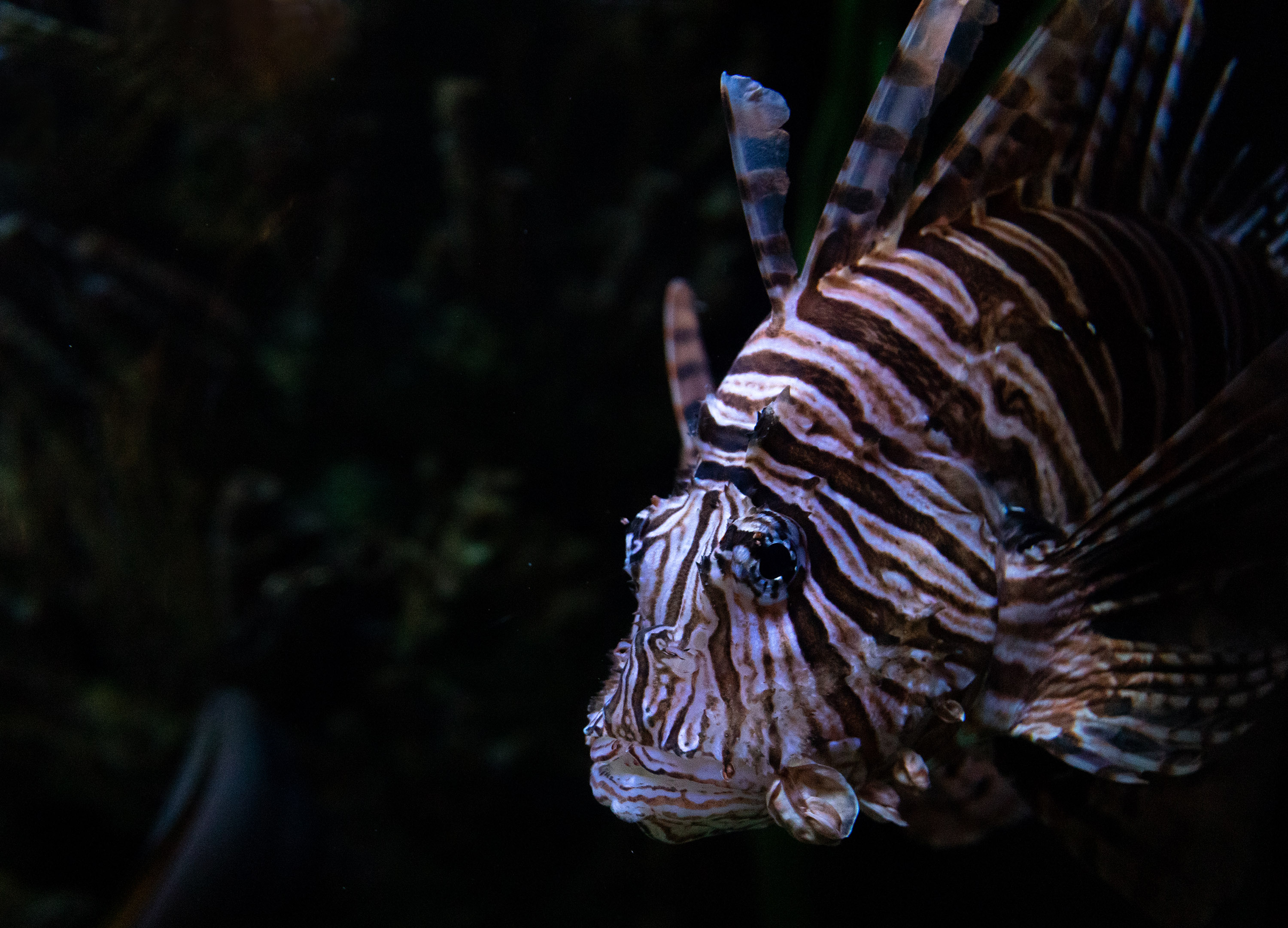 aquarium_quebec_18