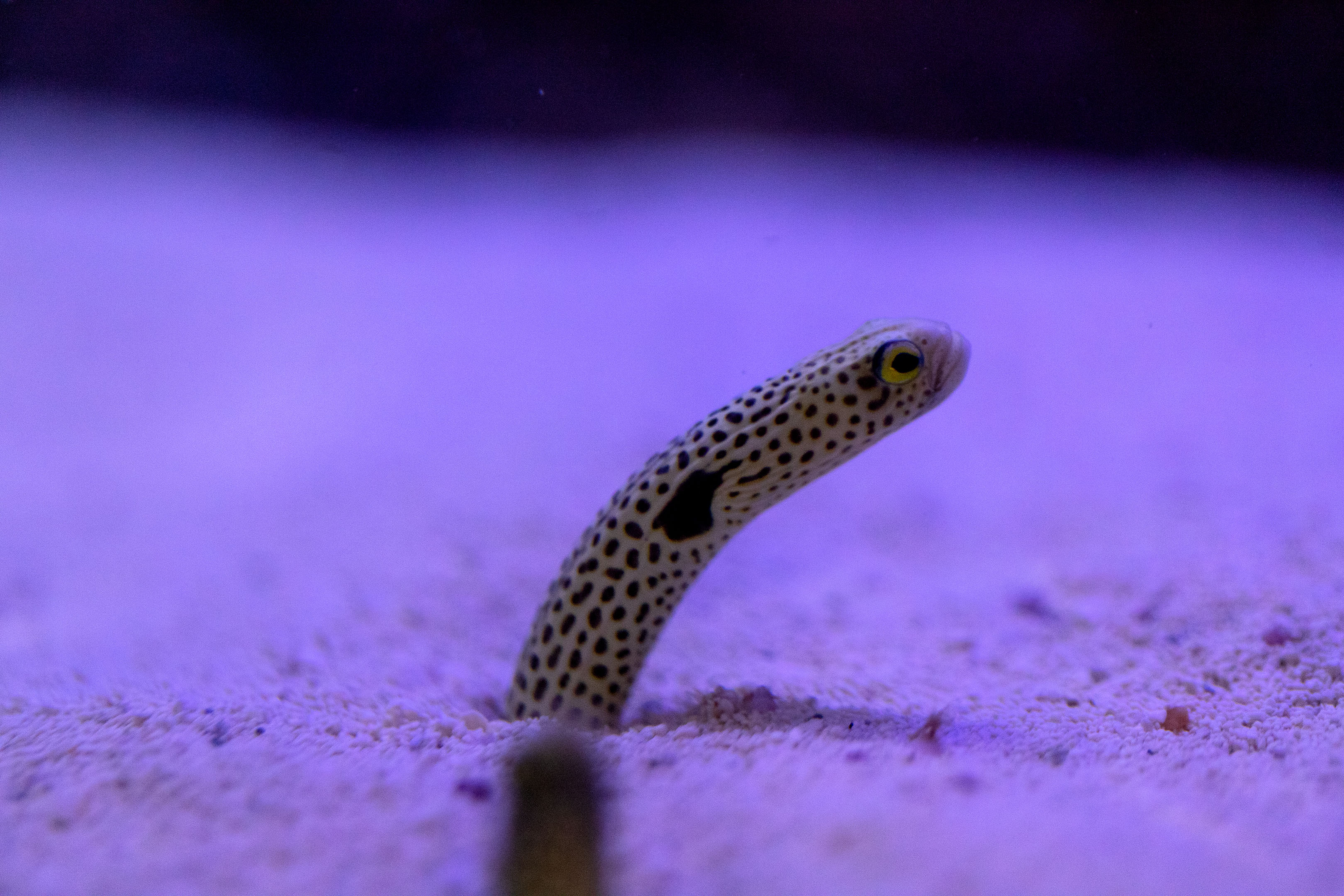 aquarium_quebec_19