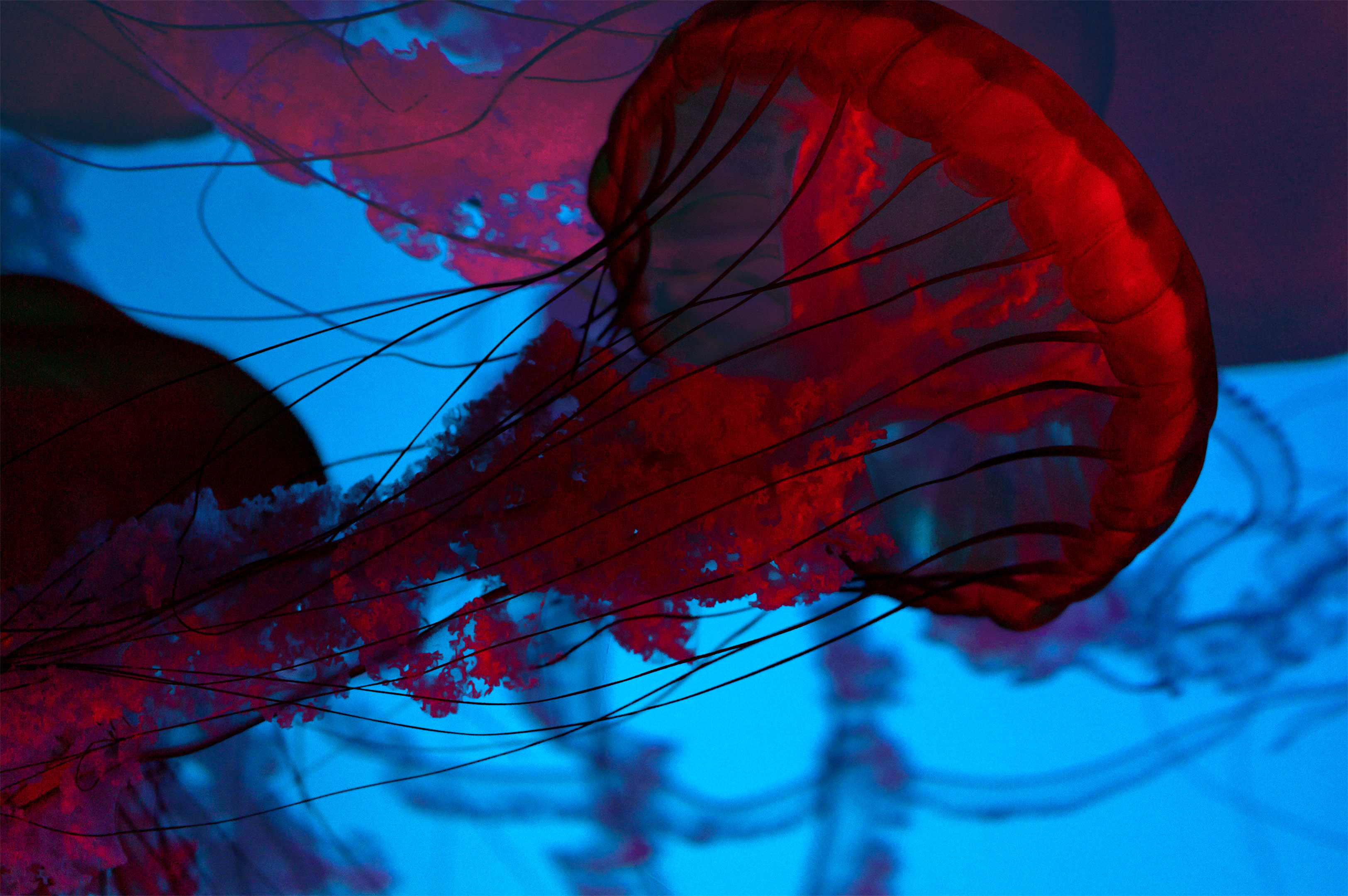 aquarium_quebec_21