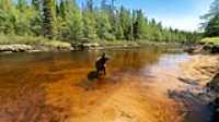 dog_car_wilderness_01