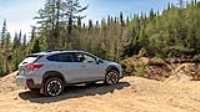 dog_car_wilderness_03