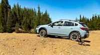 dog_car_wilderness_05