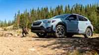 dog_car_wilderness_07