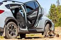 dog_car_wilderness_09
