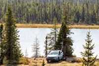 dog_car_wilderness_11
