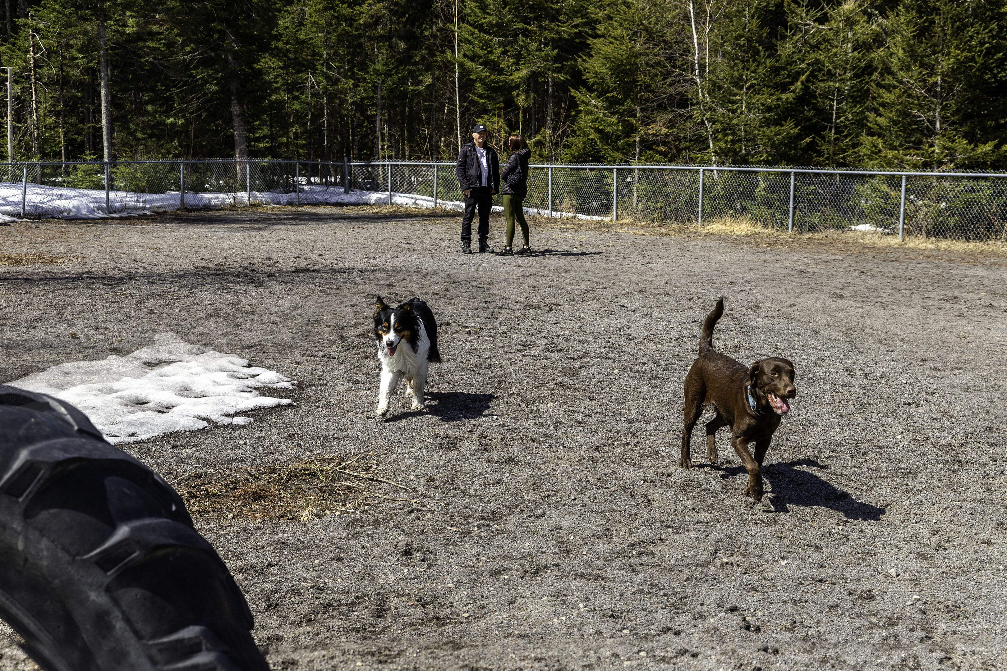 03_doggo_park