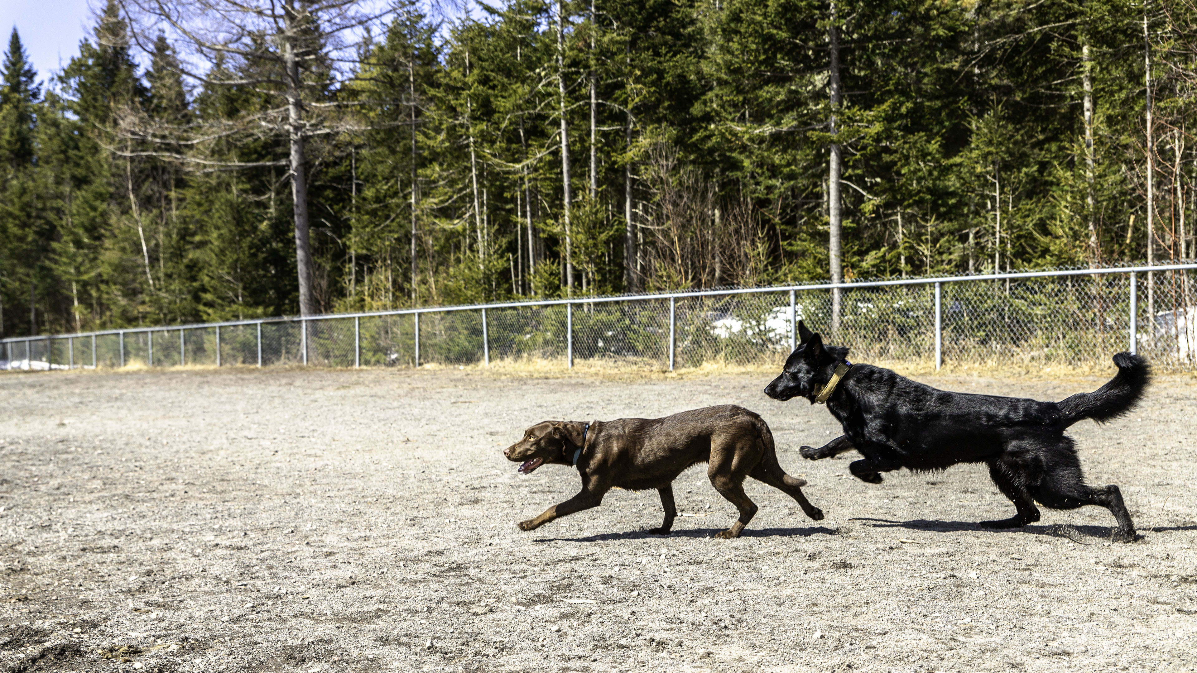 07_doggo_park