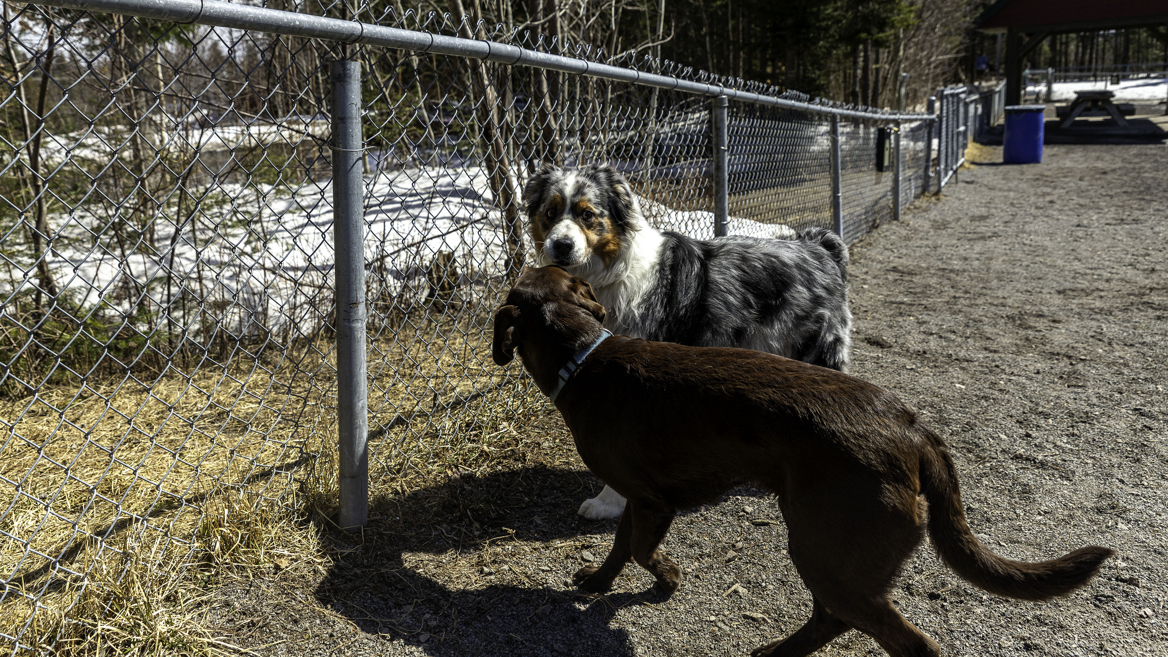 09_doggo_park