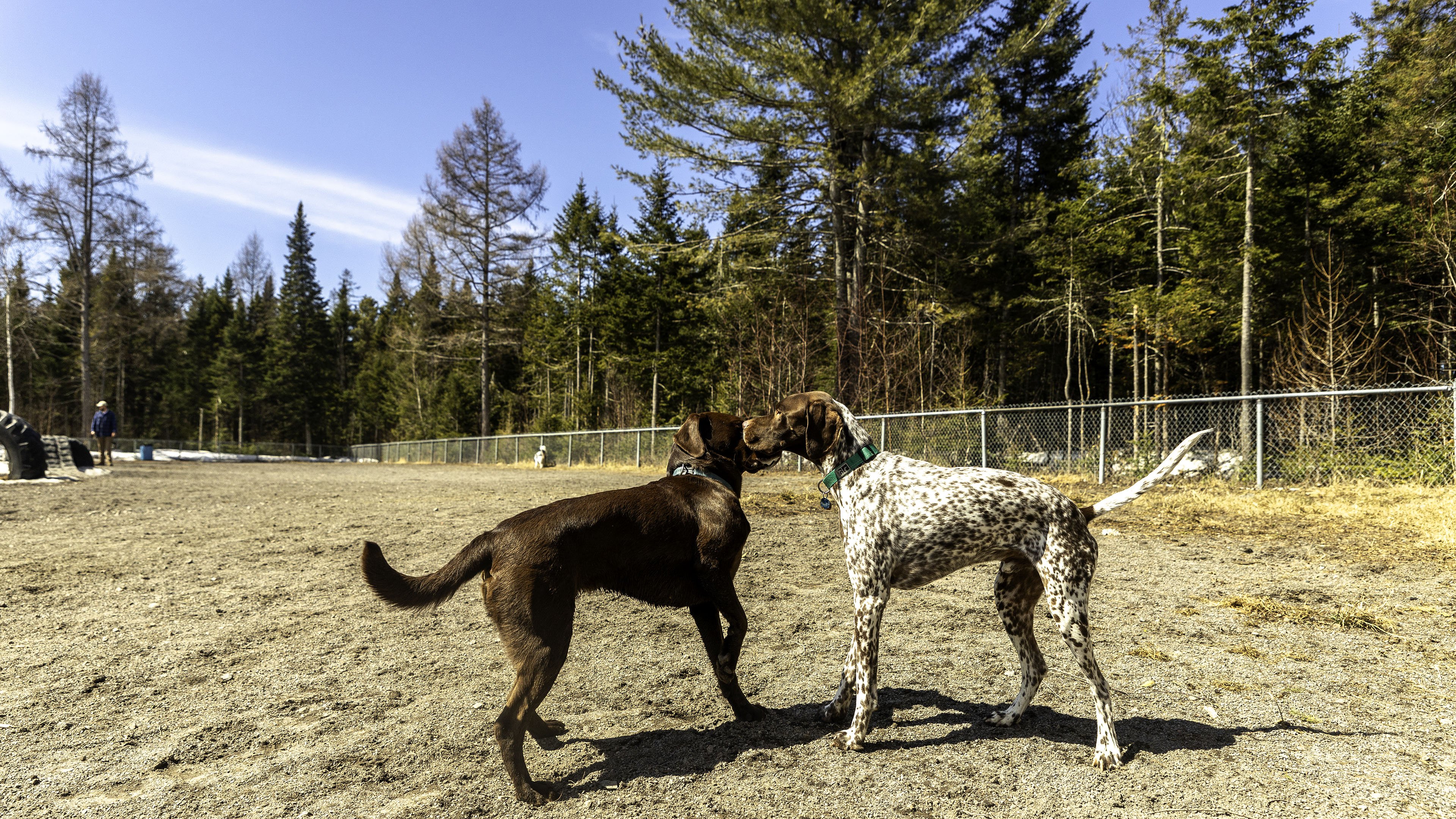 10_doggo_park