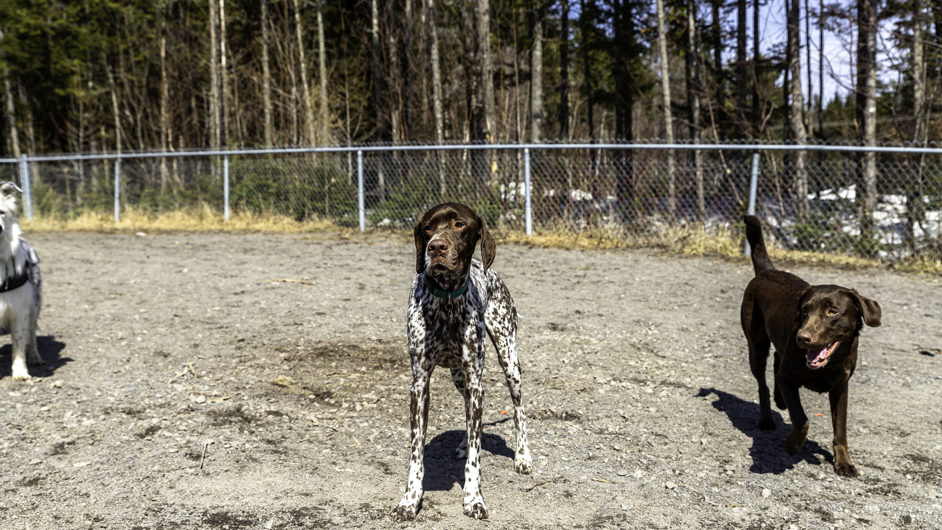 14_doggo_park