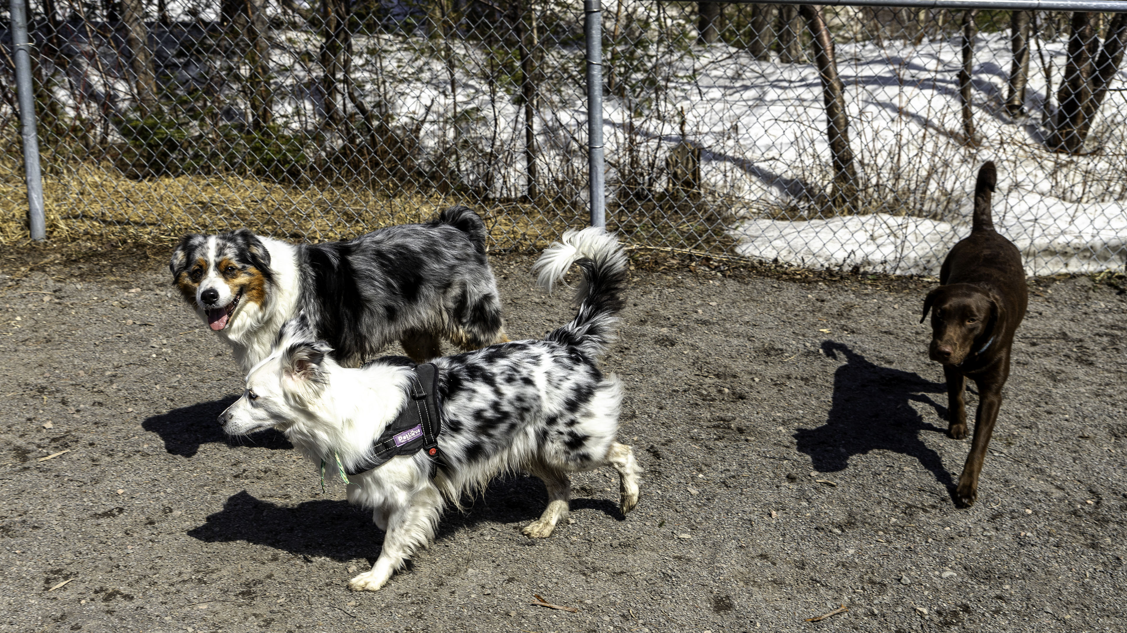 15_doggo_park