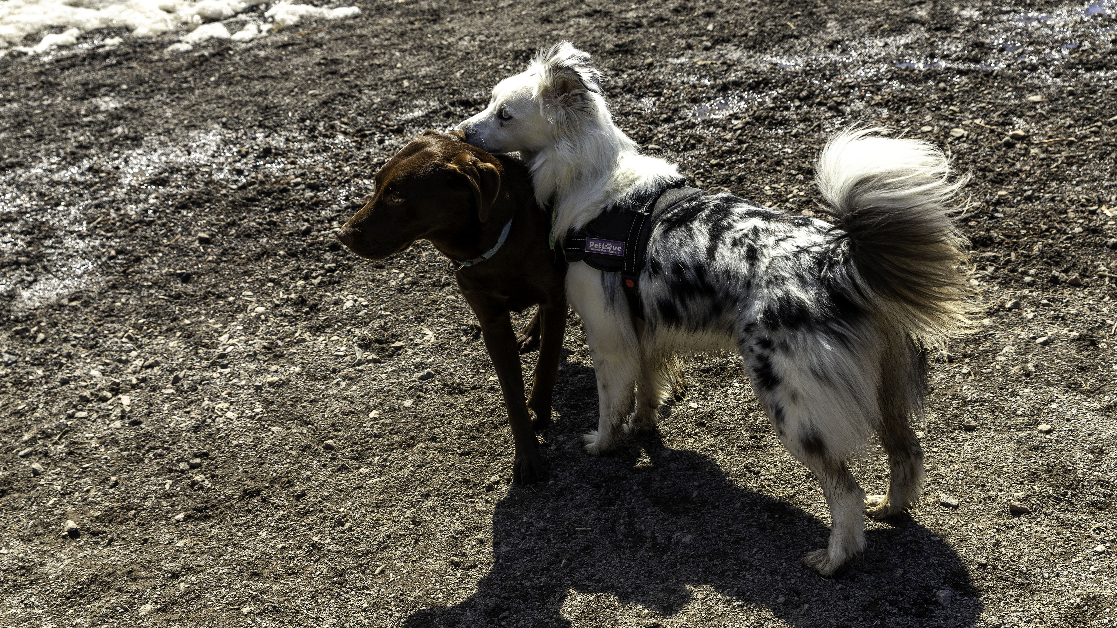16_doggo_park