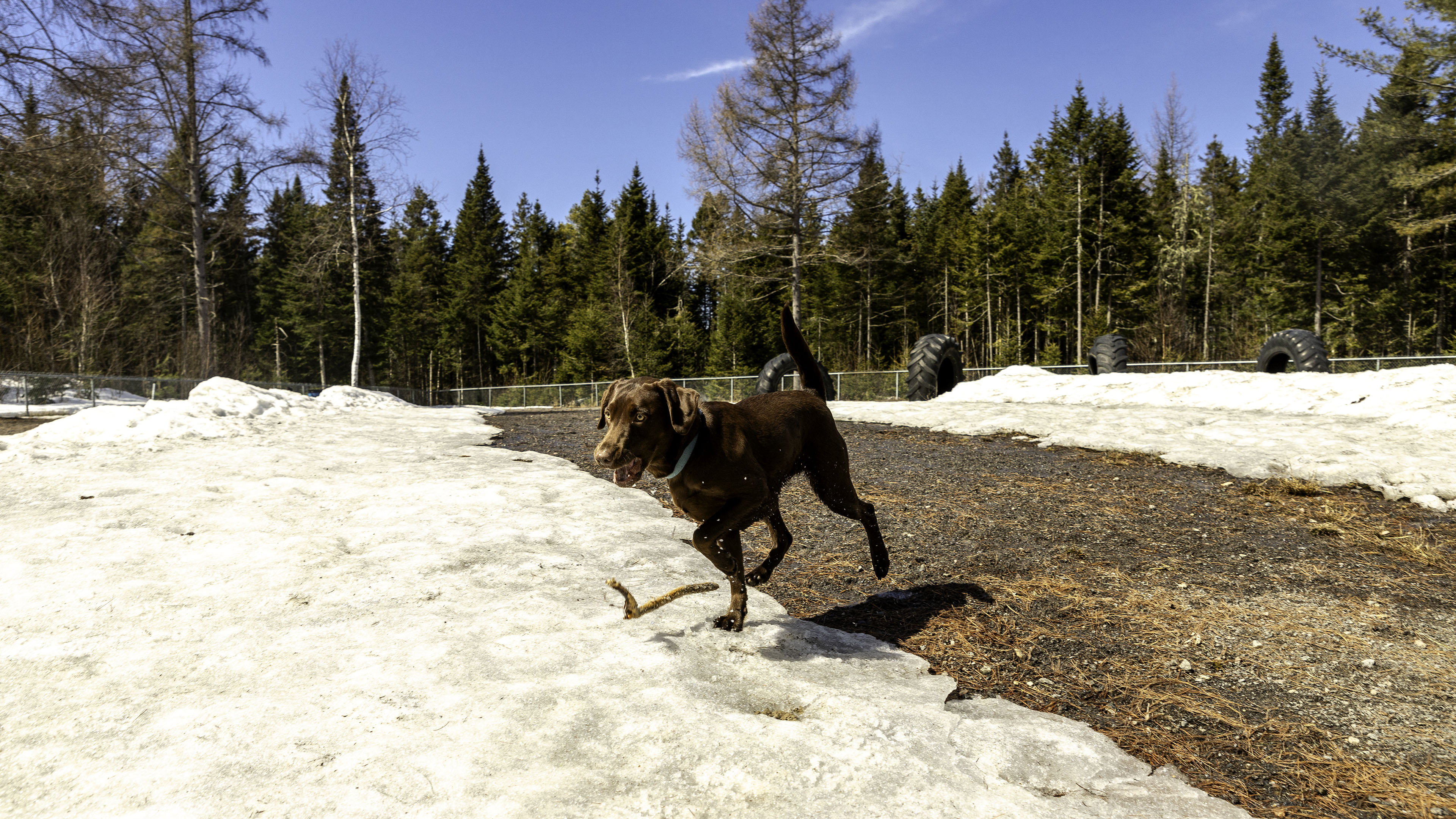 20_doggo_park