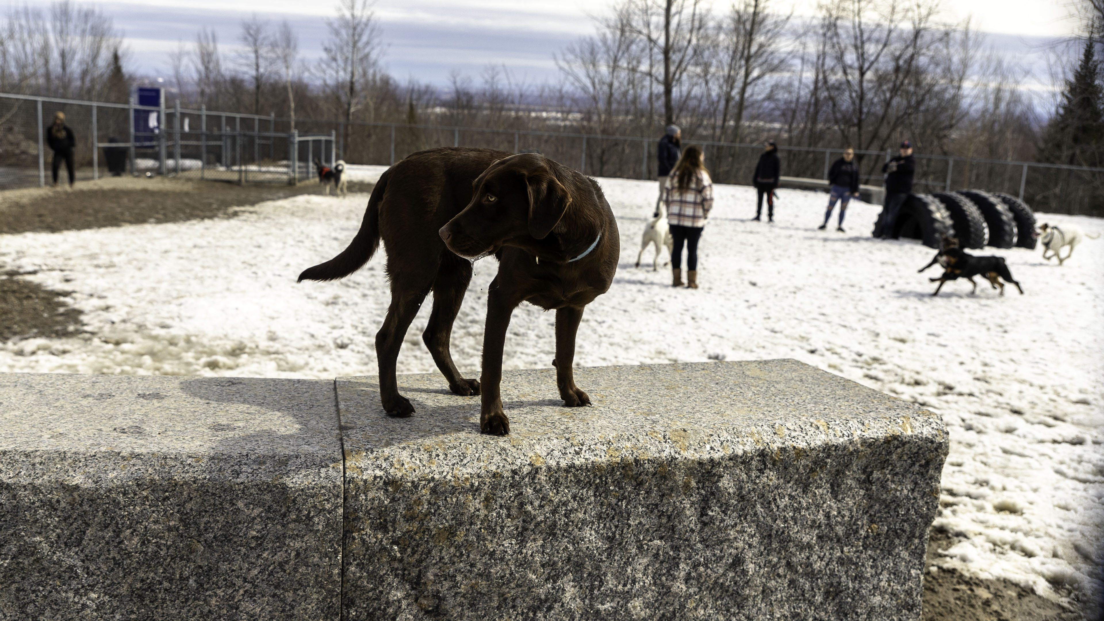 22_doggo_park