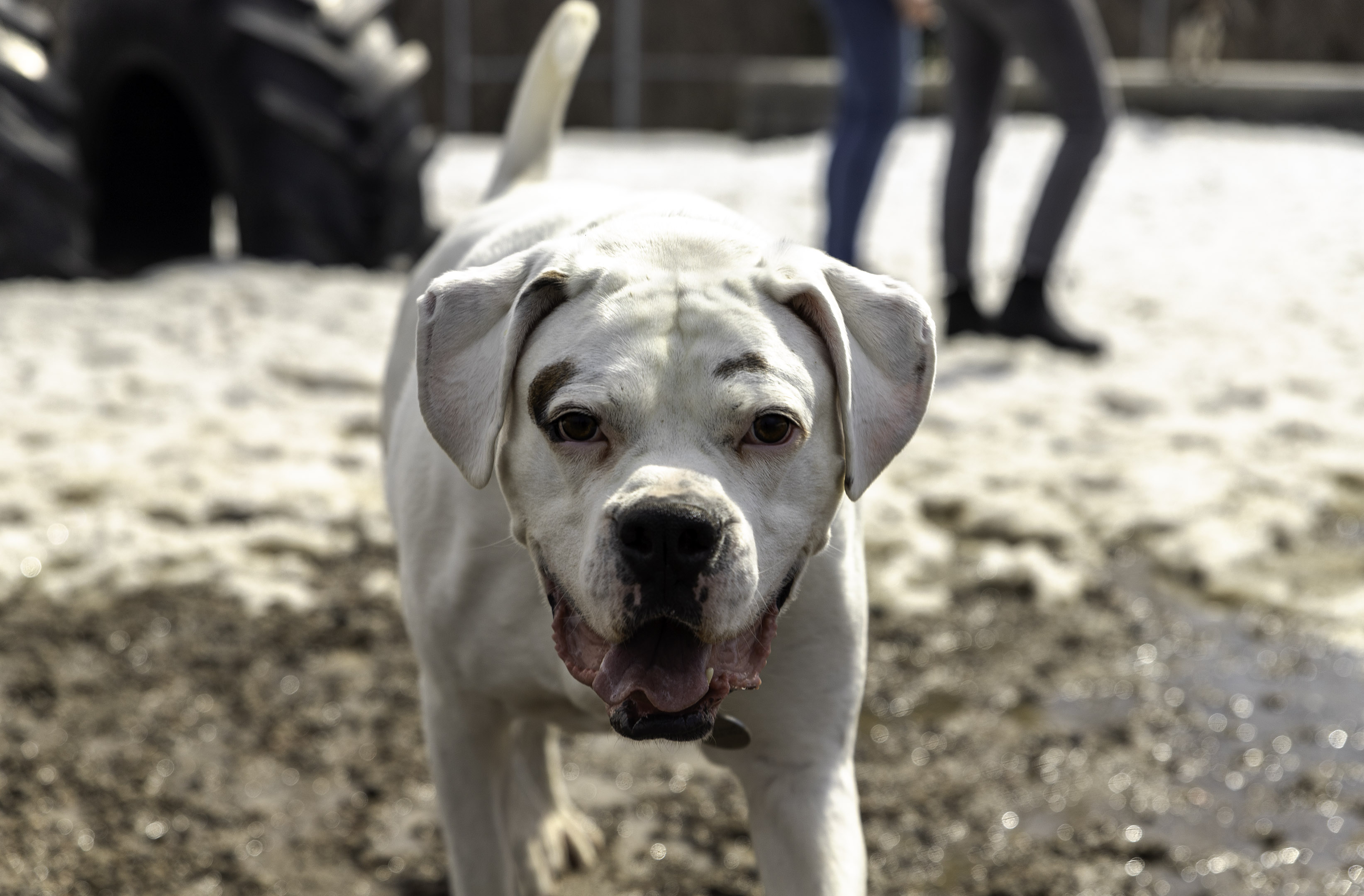 26_doggo_park