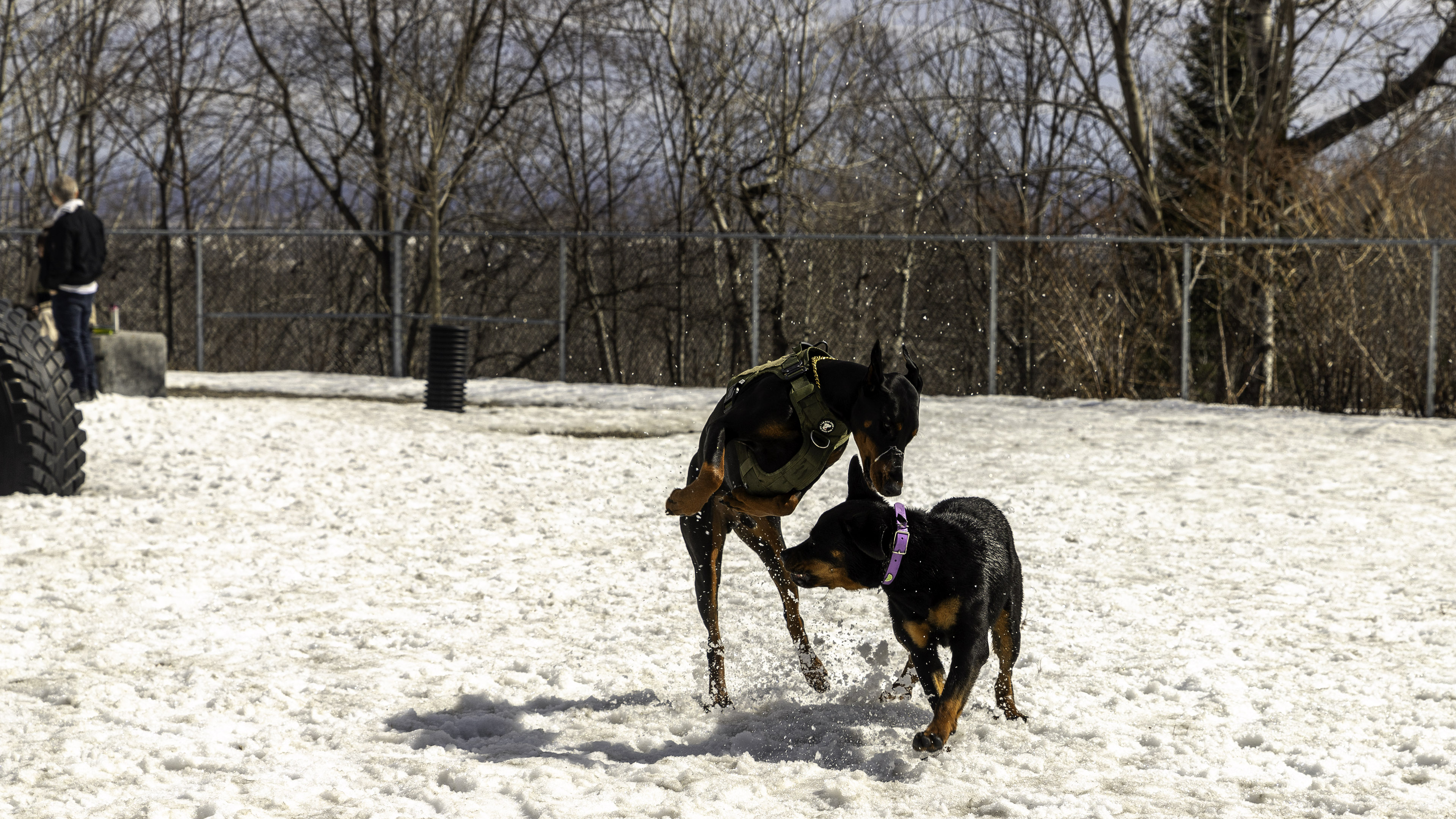 31_doggo_park