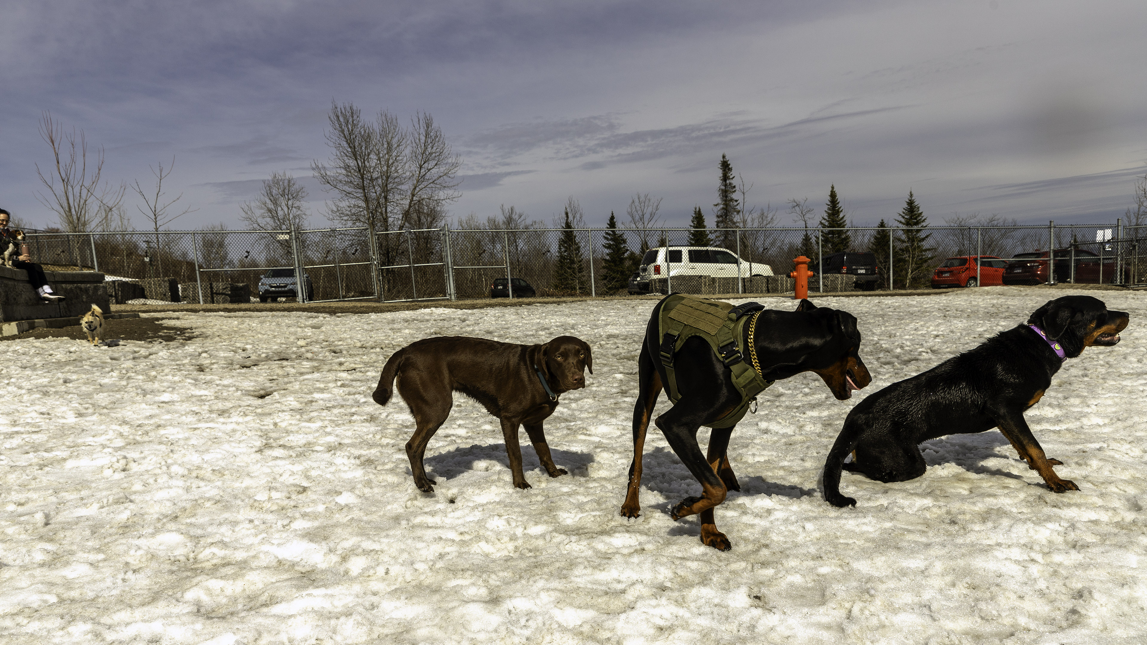 32_doggo_park