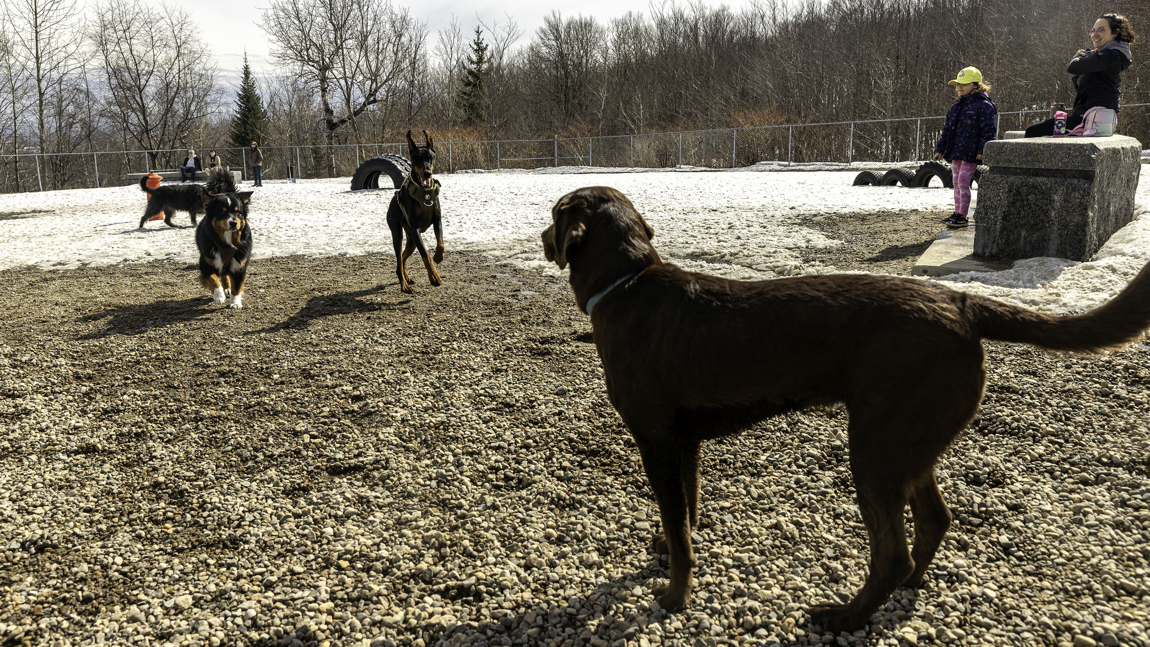 34_doggo_park