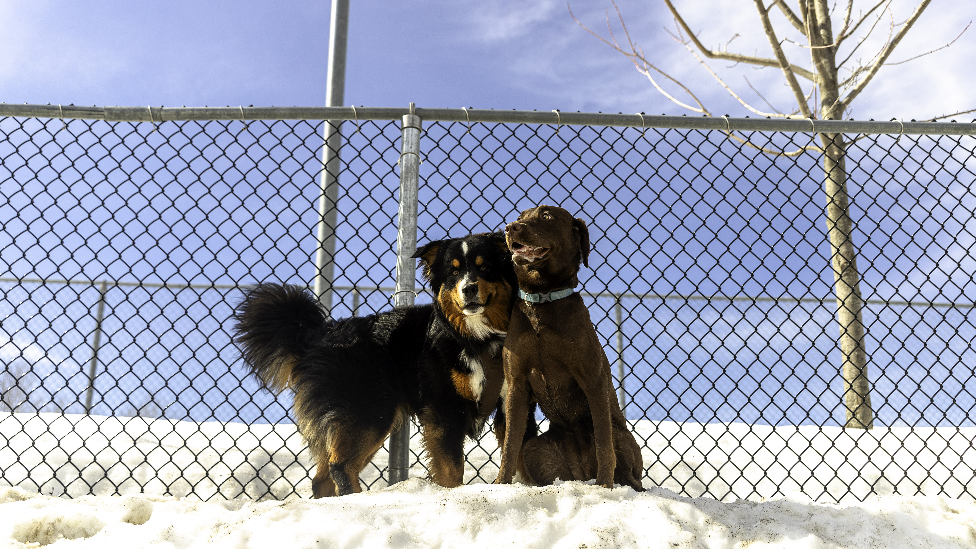 35_doggo_park