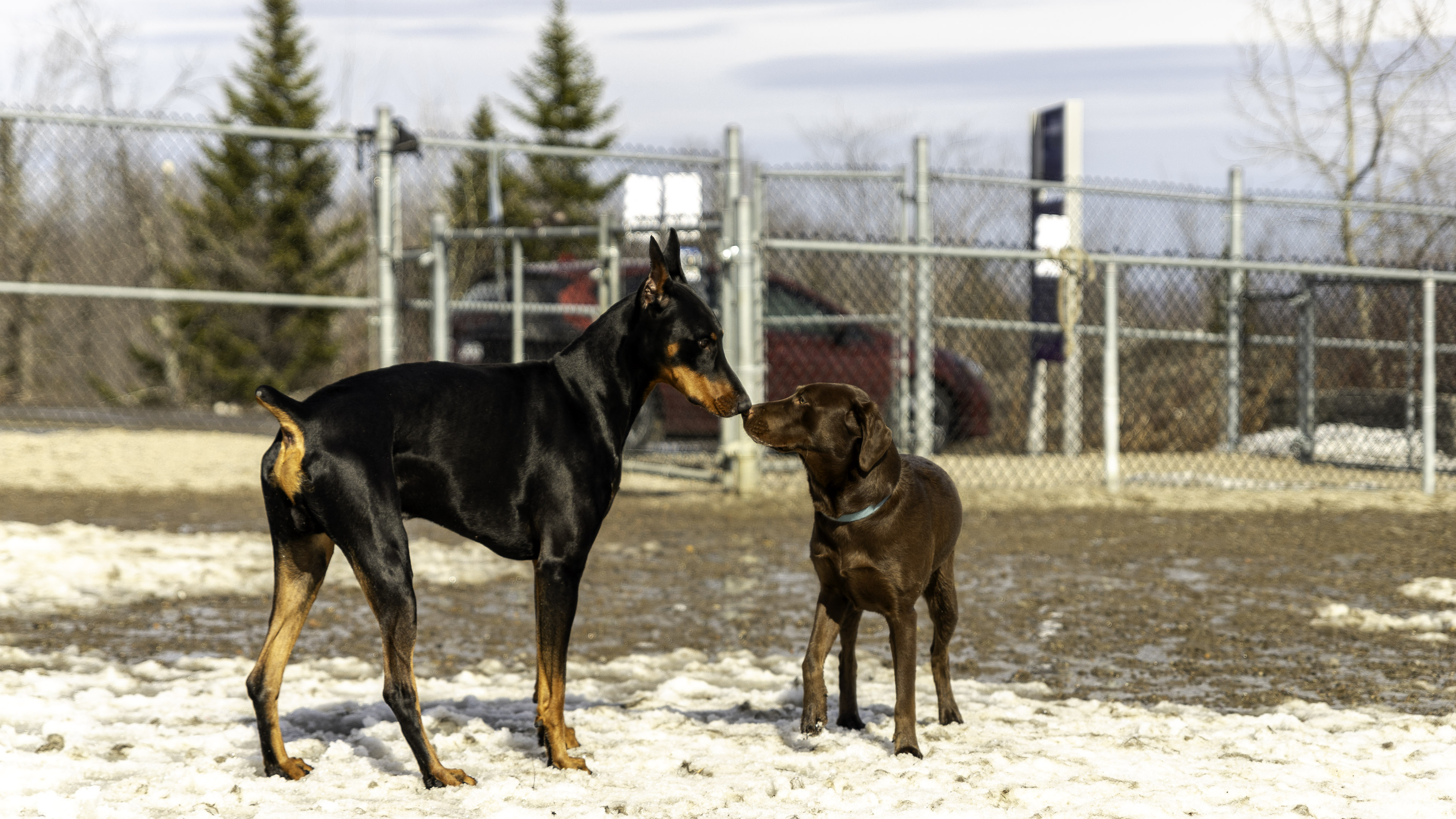 37_doggo_park