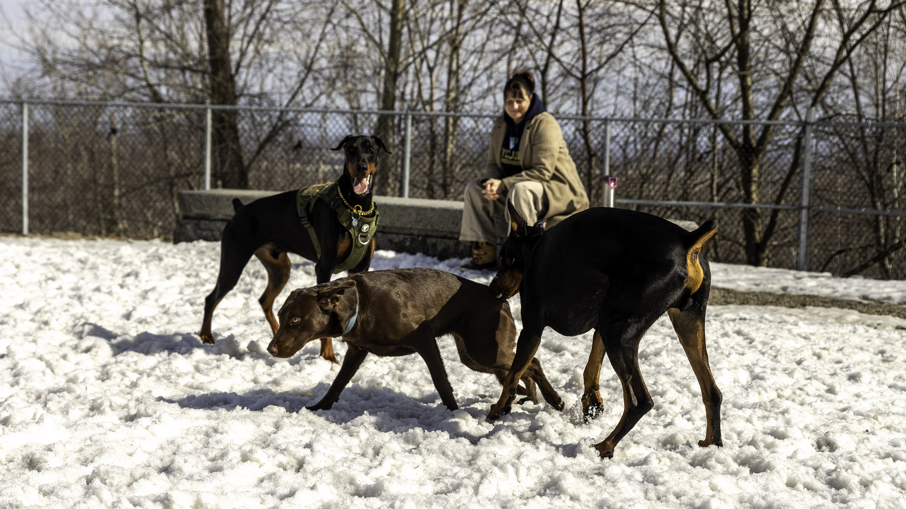39_doggo_park
