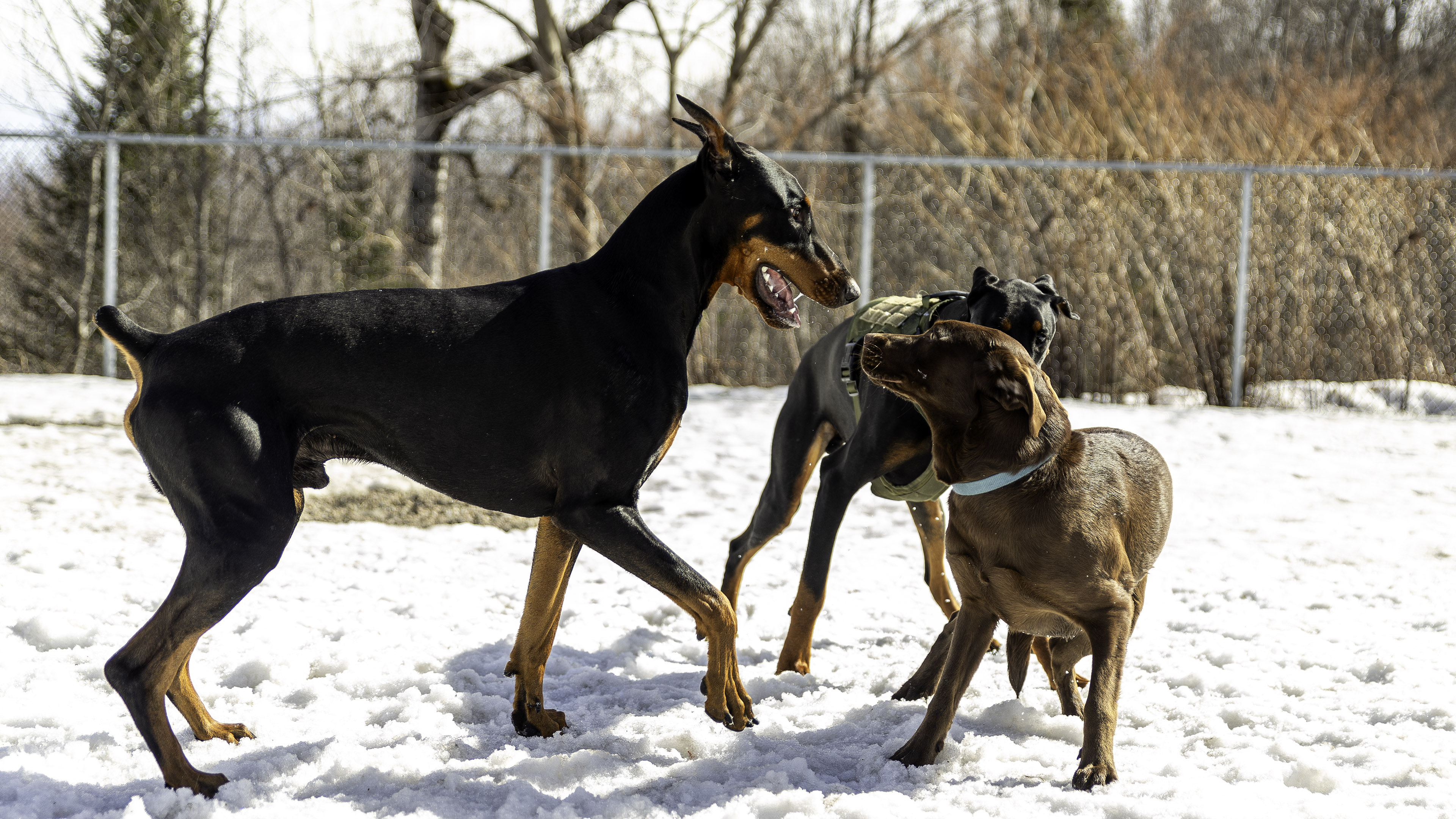 41_doggo_park