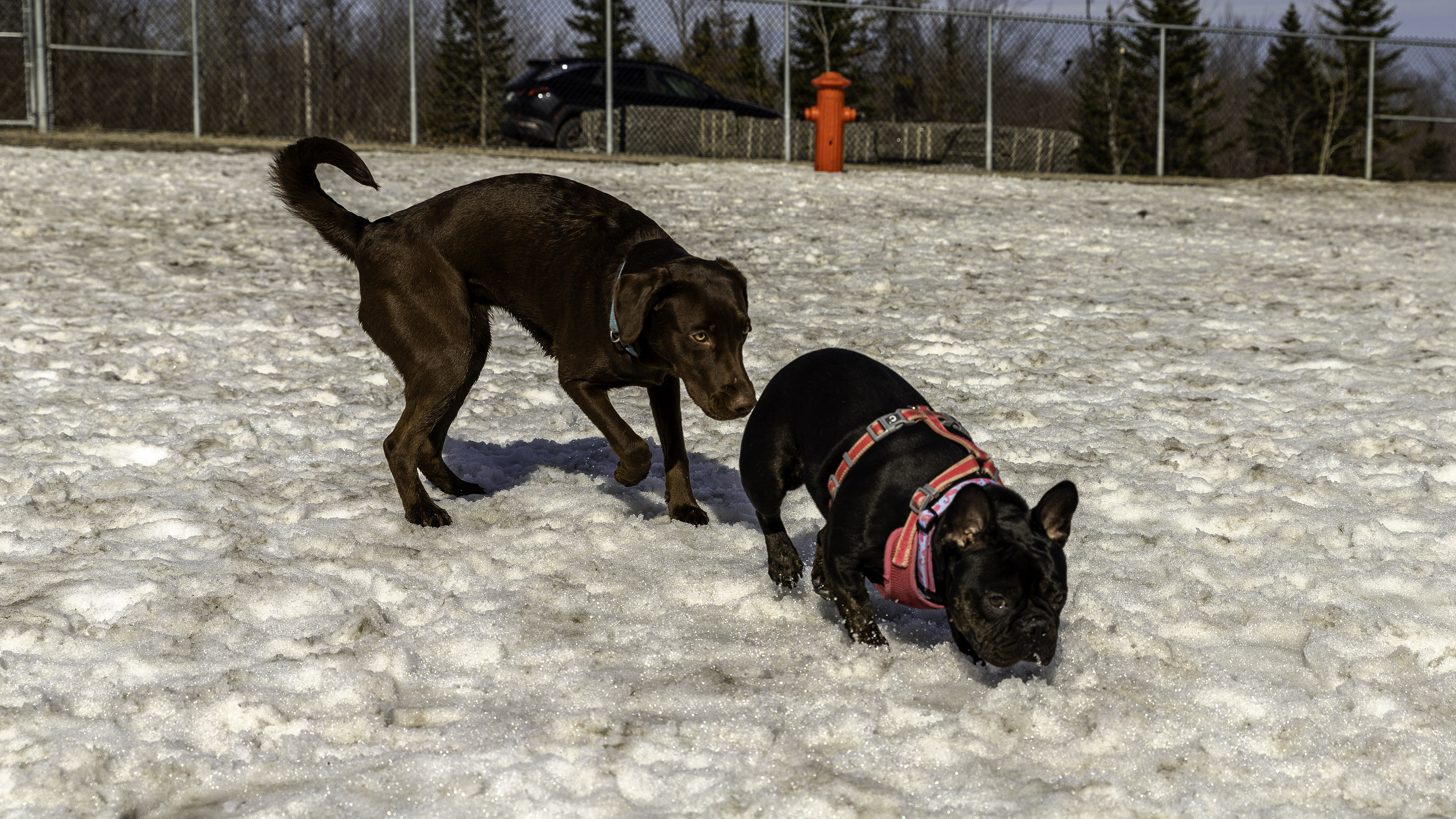 43_doggo_park