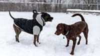 01_doggo_park_snow_24-70