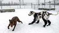 03_doggo_park_snow_24-70