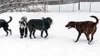 04_doggo_park_snow_24-70
