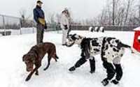 05_doggo_park_snow_24-70