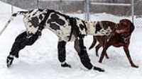 06_doggo_park_snow_24-70