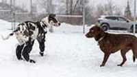 07_doggo_park_snow_24-70