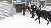 08_doggo_park_snow_24-70