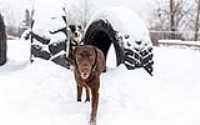 09_doggo_park_snow_24-70