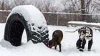 10_doggo_park_snow_24-70