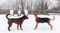12_doggo_park_snow_24-70