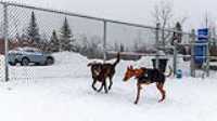 13_doggo_park_snow_24-70