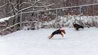 14_doggo_park_snow_24-70