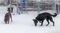 16_doggo_park_snow_24-70